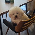 ресторан dog friendly