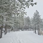 лесные дорожки
