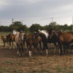 Верховая езда, База отдыха Вилла Царина