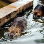 Зоопарк, База отдыха Вилла Царина