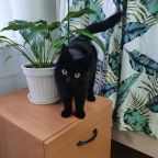 Допускается размещение домашних животных, Хостел Флора