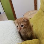 Допускается размещение домашних животных, Хостел Флора