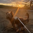 Допускается размещение домашних животных, Гостевой дом Белкина дача