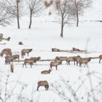 Шале (Шале c двумя раздельными кроватями 1-я линия), Отель Маральник Алтай Пэлас