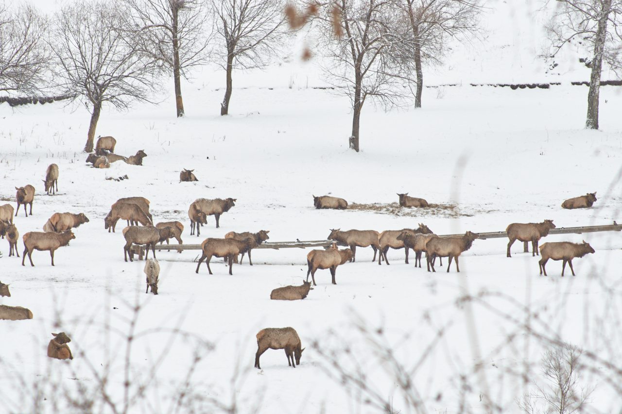 Шале (Шале c двумя раздельными кроватями 2-я линия), Отель Маральник Алтай Пэлас