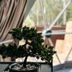 Мини-дом (Купол №1 Зеленый), База отдыха Barkwood