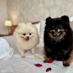 Проживание с животными, Гостиница Двуречье