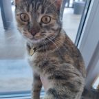 Допускается размещение домашних животных, Гостевой дом Астери