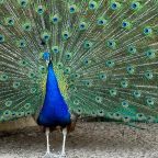 Своя ухоженная территория, Отель Южная Ночь