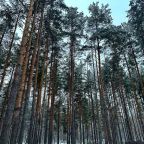 Дома в сосновом лесу, Коттедж Виллы и Барны от Домик58