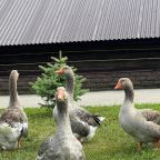 Дом (Люкс), Коттедж 7 озер