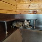 Котенка можно прихватить с собой) на отдых