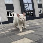 Допускается размещение домашних животных, Гостевой дом На Брянской