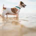 Допускается размещение с животными по договорённости, Коттедж U Dacha