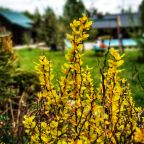 Коттедж (Усадьба Починки), Коттедж Усадьба Починки