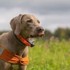 Допускается размещение домашних животных, База отдыха БЕРЕГ МОЛОГИ