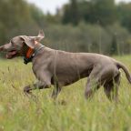 Допускается размещение домашних животных, База отдыха БЕРЕГ МОЛОГИ