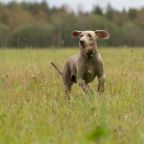 Допускается размещение домашних животных, База отдыха БЕРЕГ МОЛОГИ
