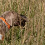 Допускается размещение домашних животных, База отдыха БЕРЕГ МОЛОГИ