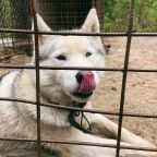 Размещение с животным, Загородный отель Экопарк Лесной ключ