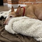 Домашние питомцы по договоренности.