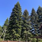 Автостоянка / Парковка, Гостевой дом Forest Village