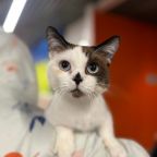 Размещение с домашними животными по согласованию с отелем, Отель 3А Горячий Ключ