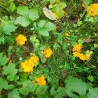 На территории базы отдыха много грибов и ягод.