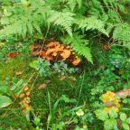 Сбор грибов и ягод, База отдыха Спорталия