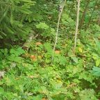 Сбор грибов и ягод, База отдыха Спорталия