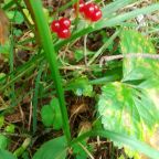 Сбор грибов и ягод, База отдыха Спорталия