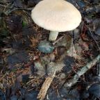 Сбор грибов и ягод, База отдыха Спорталия