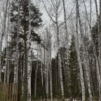 Трёхместный и более (Дом "Тихий Бор"), Коттедж Лесовик 66