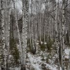 Трёхместный и более (Дом "Тихий Бор"), Коттедж Лесовик 66