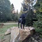 Собаки, кошки, База отдыха Тайна Гор