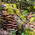 Объект находится в лесу, База отдыха Тайна Гор