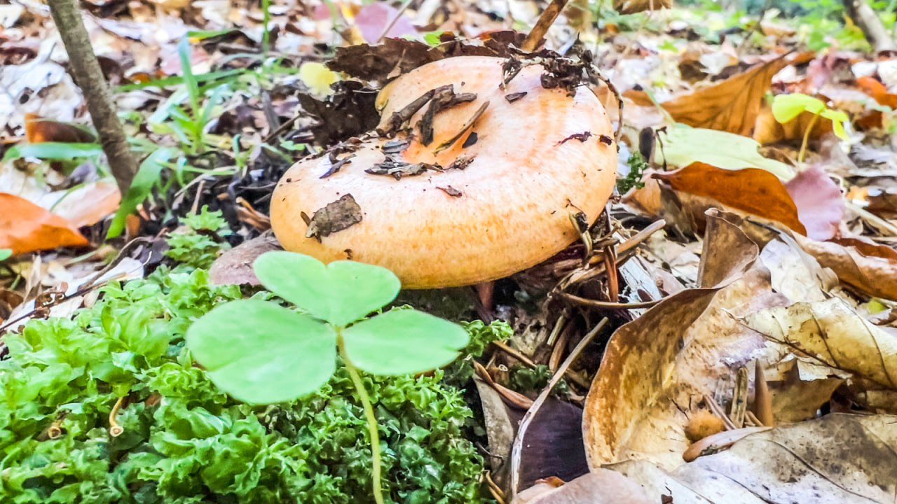 Шале (Шале №3), База отдыха Тайна Гор