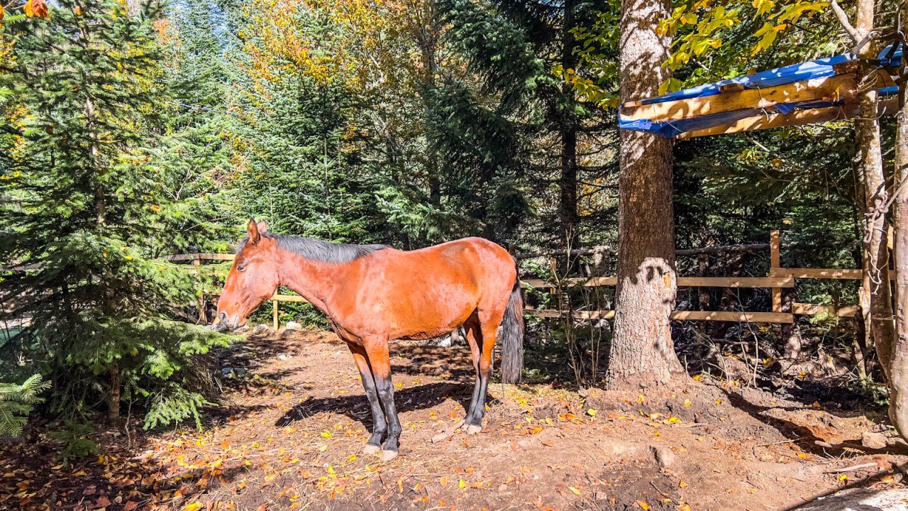 Шале (Шале №2), База отдыха Тайна Гор