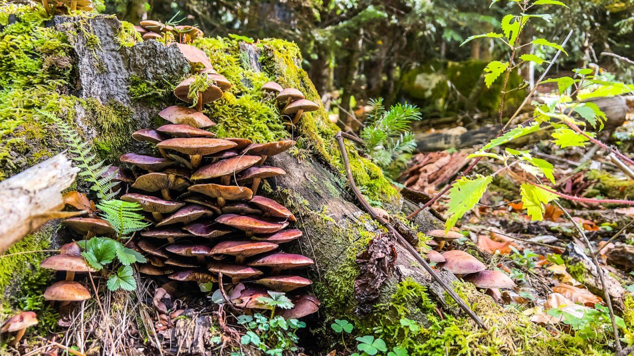 Шале (Шале №2), База отдыха Тайна Гор
