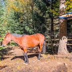 Шале (Шале №1), База отдыха Тайна Гор