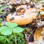 Шале (Шале №1), База отдыха Тайна Гор