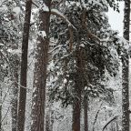 Много вековые сосны.