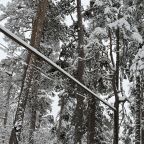 Многовековые сосны.