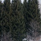 Объект находится в лесу, Санаторий Энергетик