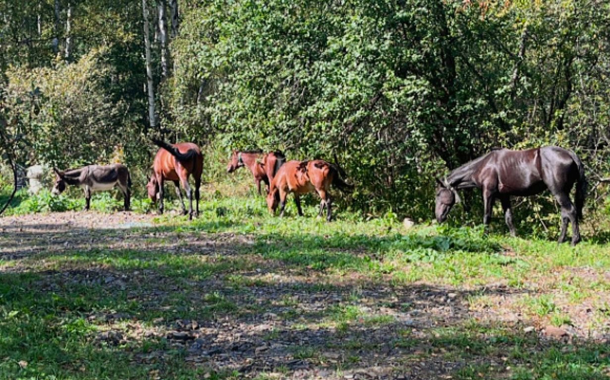 Бунгало (Сафари хаус), Глэмпинг Наедине