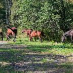 Бунгало (Сафари хаус), Глэмпинг Наедине