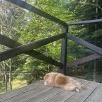 Допускается размещение домашних животных, Кемпинг Счастливый лось