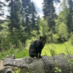 Допускается размещение домашних животных, Кемпинг Счастливый лось