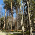 Объект находится в лесу, База отдыха Шёпот Леса