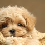 собачки, Апарт-отель Атлантис